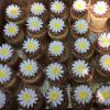 Daisy cupcakes for the Brownie Troops. 